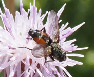 Eriothrix-rufomaculata